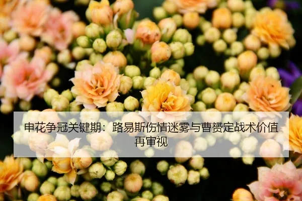申花争冠关键期：路易斯伤情迷雾与曹赟定战术价值再审视